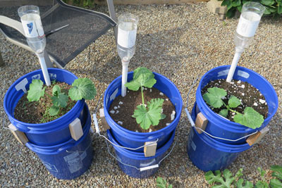 Sip Basics Self Watering Sub Irrigated Planter Gardening