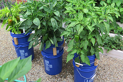 Self-Watering 5 Gallon Bucket SIP Garden Planter - Peppers