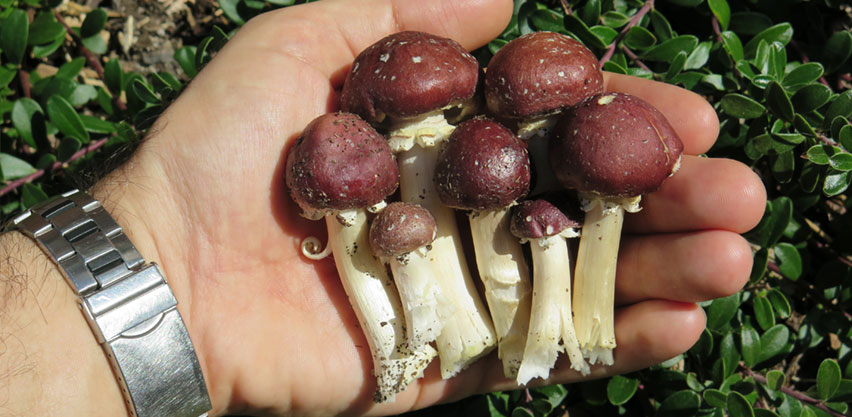 Baby Button Wine Cap Mushrooms in Palm of Hand