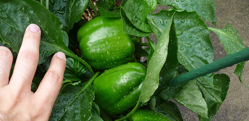 Bell Pepper Plants with Water Droplets on Leaves From Rainfall