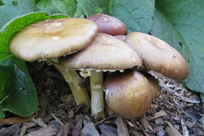 Growing Edible Mushrooms Wine Caps Garden Giant Stropharia