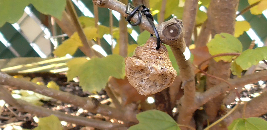 Chinese Praying Mantis Egg Case Tied to a Branch Under a Shrub