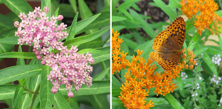 Common Milkweed (Asclepias syriaca) and Butterfly Weed (Asclepias tuberosa) Great Spangled Fritillary Butterfly