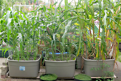 Corn Grown from Seed in Totes in Backyard Garden