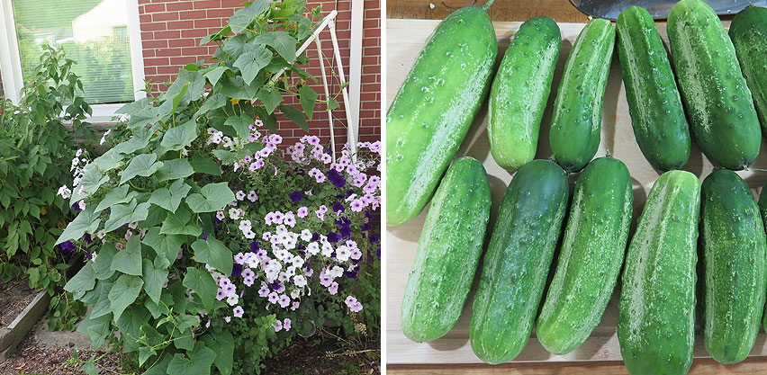 Cucumber Plants Grown in SIP Box + Harvested Cucumbers
