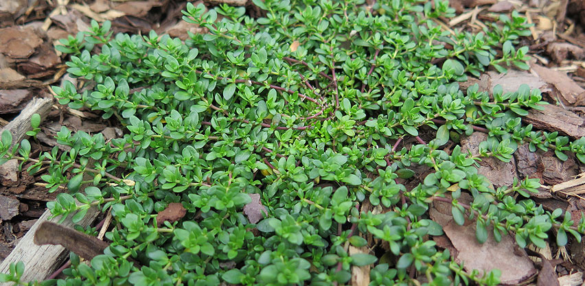 Green Carpet Rupturewort Ground Cover Perennial