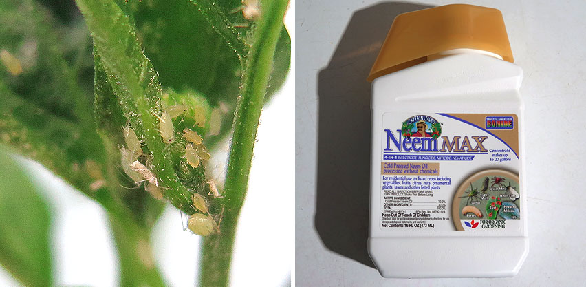 Growing Peppers Indoors Infested with Aphids Neem Oil Concentrate used as Chemical Control