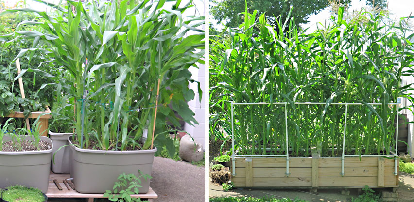 High Density Corn Growing in Backyard in 30-Gallon Tote vs SIP Raised Bed
