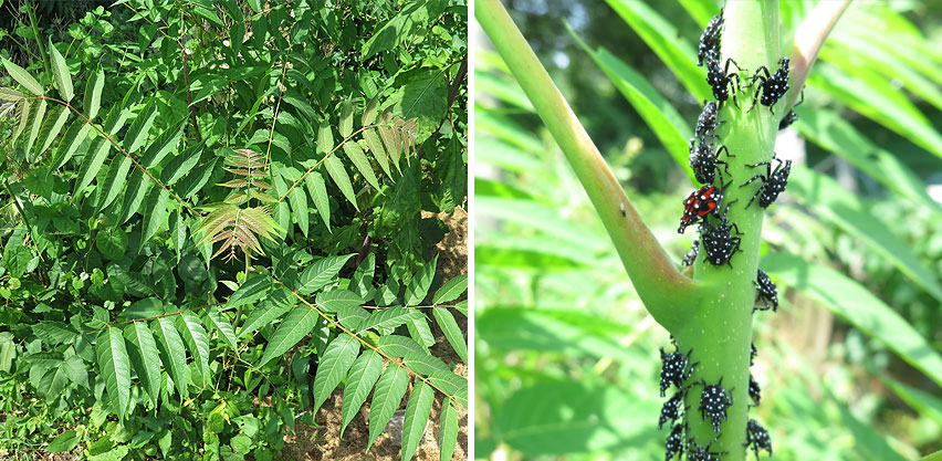 Invasive Tree-of-Heaven (Ailanthus altissima) is Host Plant to Invasive Spotted Lanternfly Insect Pest