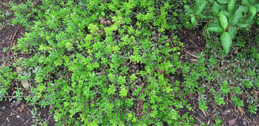 Kinnikinnick, Bearberry Growing Under Goumi Bush as Edible Ground Cover Perennial