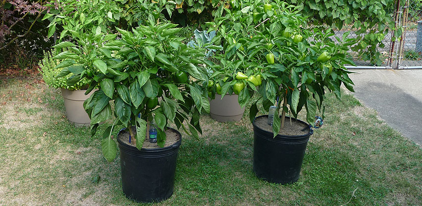 Large Healthy Pepper Plants Grown in Miracle-Gro Potting Mix