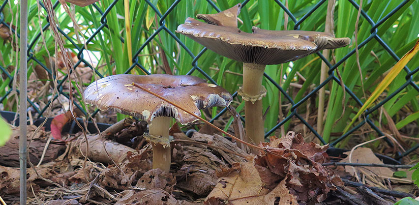 Large Mature Wine Cap Mushrooms Growing Thru Forest Debris