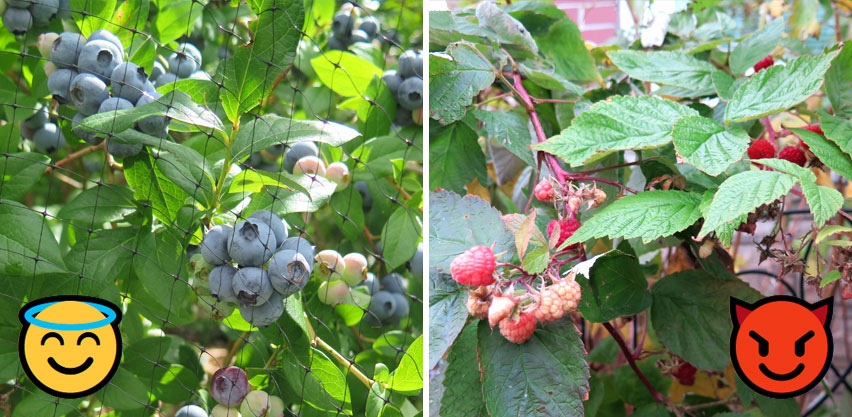 Native Blueberries vs Non-native European Red Raspberries