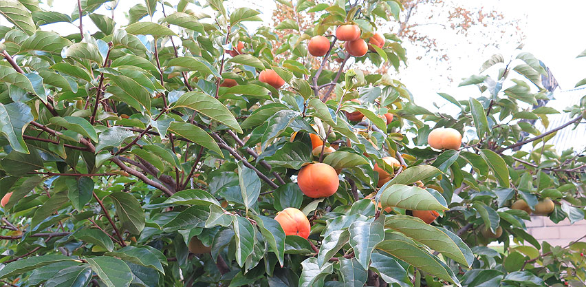 Ornamental Asian Persimmon Fruit Tree Glossy Leaves
