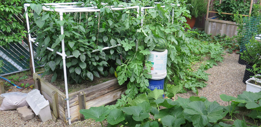 Pepper & Watermelon Plants Grown in Potting Mix in SIP Raised Bed