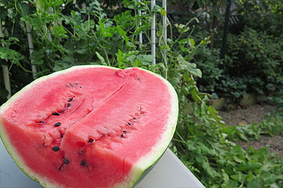 Perfectly Ripe Sweet Watermelon Grown in Garden Raised Bed