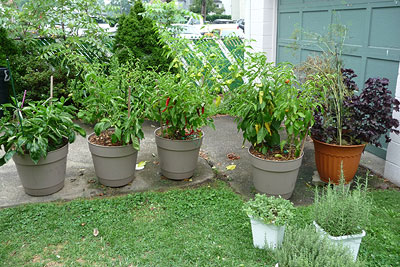 Container Gardening: Large Potted Pepper Plants
