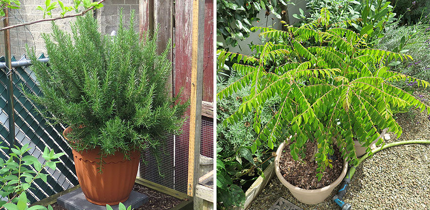 Potted Rosemary Plant & Potted Curry Tree Plant Placed Outdoors During Summer