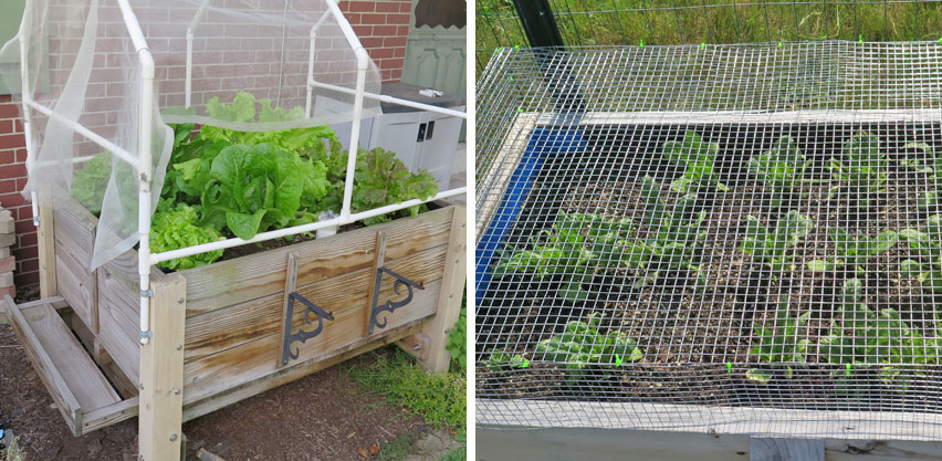 Rabbit proof lettuce in an elevated bed and spinach protected by wire mesh covering