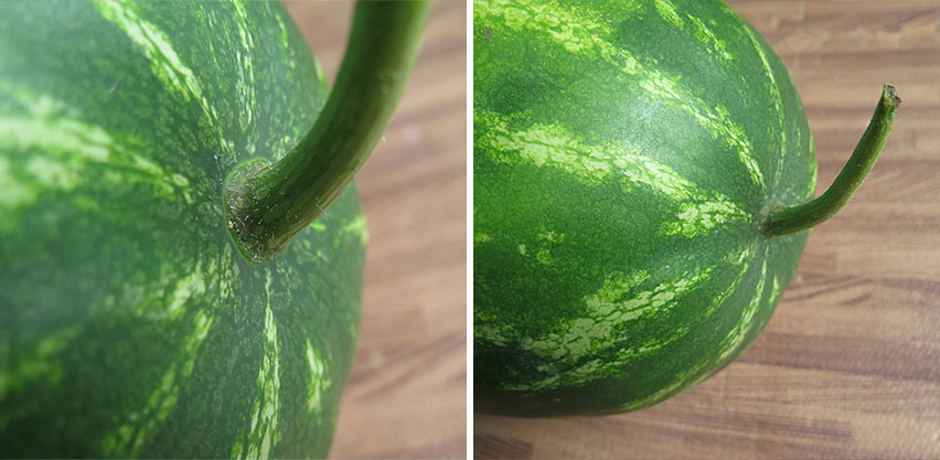 Ripe Watermelon with a Green Colored Stem & Attachment Point