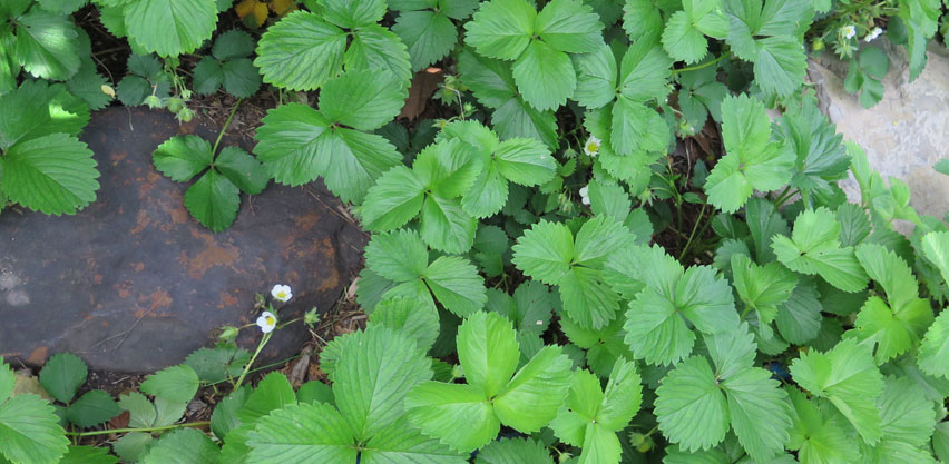 Strawberry Plants Growing as Edible Ground Cover Perennial