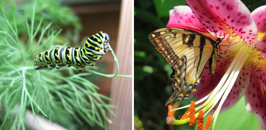 Swallowtail Caterpillar Feeds on Non-native Dill - Eastern Tiger Swallowtail Butterfly on Oriental Stargazer Lily