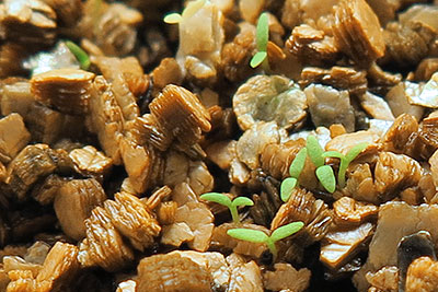 Tiny Seedlings Germinating in Vermiculite