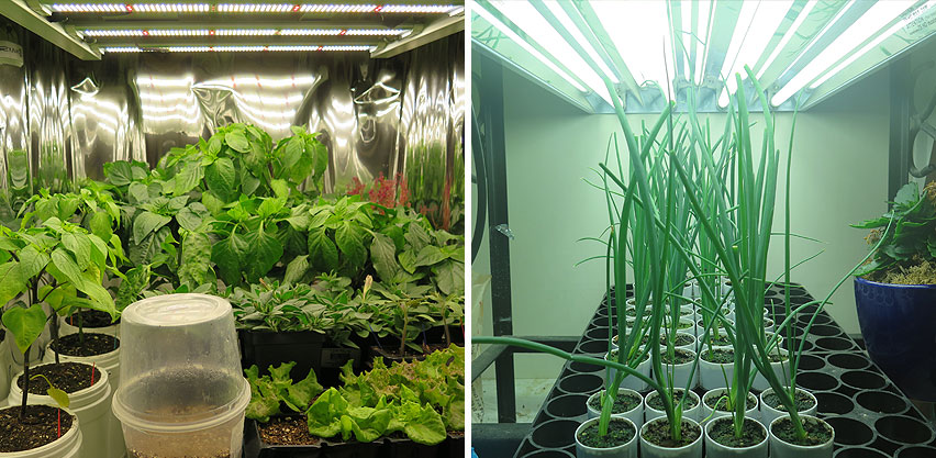 Vigorous Seedlings Grown Under High Watt LED or T5 Fluorescent Lights