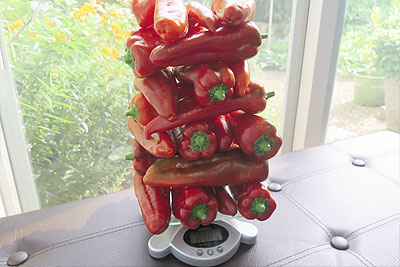 Weighing Vegetable Produce Grown by Garden Pepper Plants