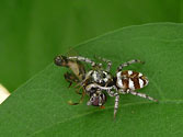 Organic Garden Beneficial Insect: Zebra Jumping Spider (salticus scenicus)