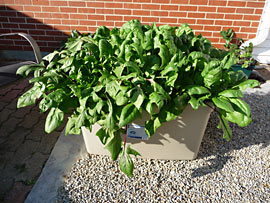 SIP sub-irrigated tote packed with spinach