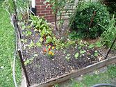 Garden 2012