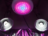 Artificial grow lights: 90w UFO LED + 4 x 26w 6500k CFLs