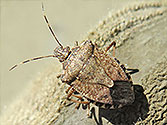 Garden Insect Pests: Brown Marmorated Stink Bug Adult