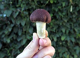 Identification: A Young Stropharia Rugosoannulata Mushroom with an Unopened Cap