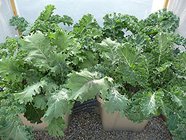 Large Kale Grown in Self-Watering Tote