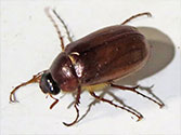 May-June Beetle, Junebug (Phyllophaga)