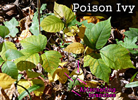 Poison Ivy: Alternating Branches