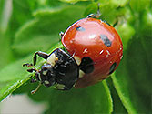 Organic Garden Beneficial Insect: Seven Spotted Ladybug (Coccinella septempunctata)