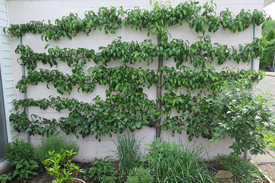 Three Tier Grafted Asian Pear Espalier Fruit Tree