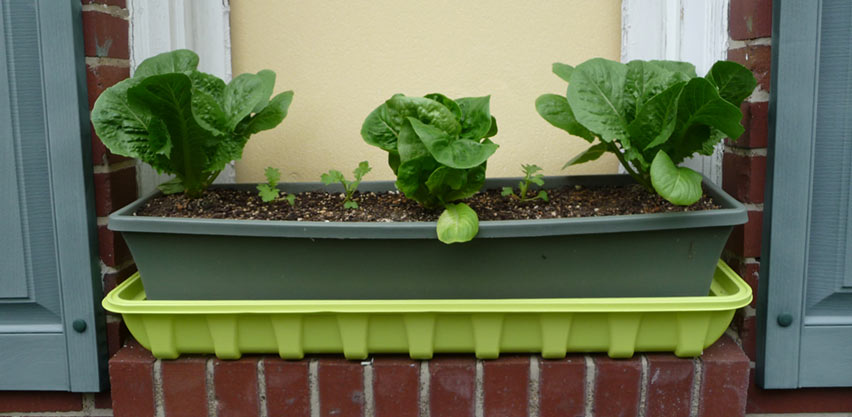 DIY Self-Watering Window Box Planter With Lettuce