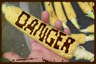 GMO - Corn Danger