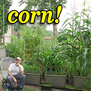 How to Grow Corn in Self-watering SIP Totes!
