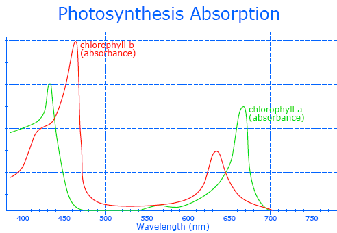 Photosynthesis Absorption Rates