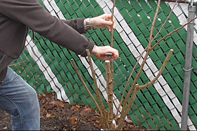 Al Gracian: Winter Pruning Peach Tree Backyard Orchard