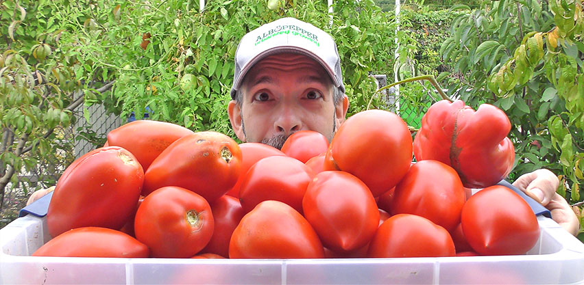 Albopepper's Al Gracian Holds Large Tray of Tomatoes
