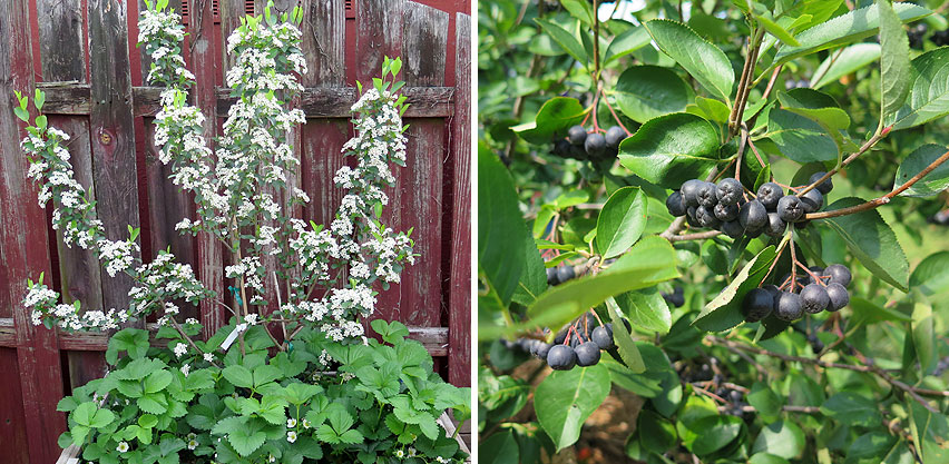 Aronia Berry Fruiting Shrub in Bloom & with Berries