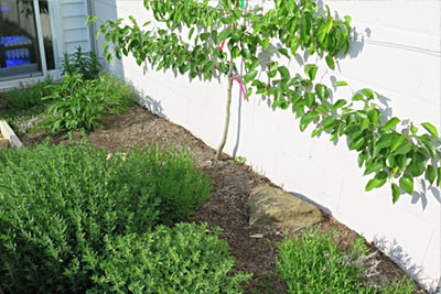 Asian Pear Espalier Fruit Tree Herb Bed