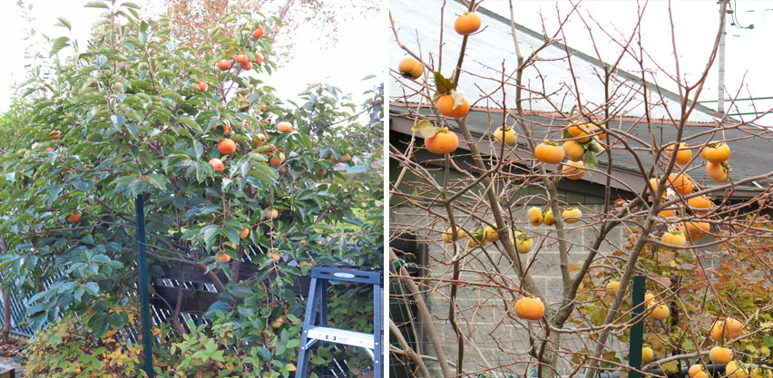 Asian Persimmon Fruit Tree in Autumn with Fruit Hanging on Branches After Leaves Have Dropped