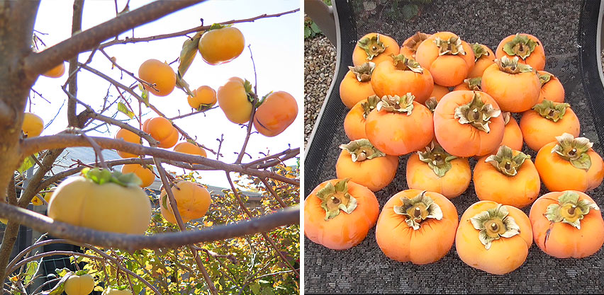 Asian Persimmon Fruits Hanging on Tree Large Extended Harvest
